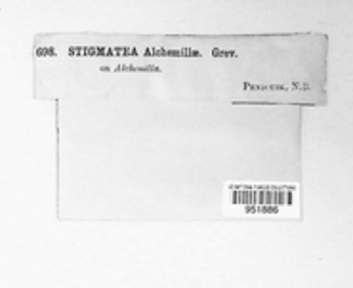 Coleroa alchemillae image